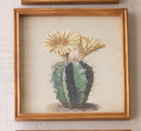 Framed Cactus Flower Prints
