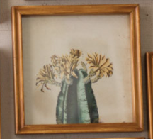Framed Cactus Flower Prints